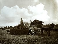 Harvesting the peat, Westhay, September 1905