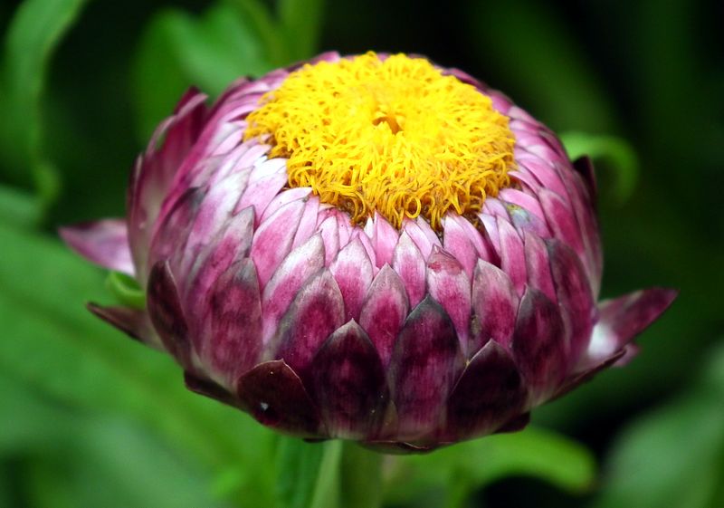 File:Helichrysum bracteatum or Xerochrysum bracteatum from Lalbagh Flower Show August 2012 4594.JPG