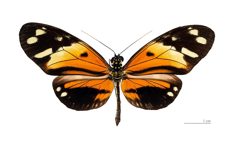 File:Heliconius numata numata MHNT dos.JPG