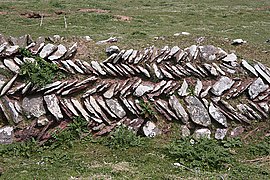 Mur champêtre à l'appareil en épi, près de Mad Bay, Pembrokeshire (Grande-Bretagne).