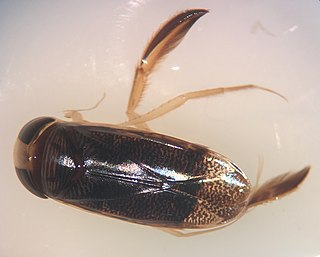 <i>Hesperocorixa interrupta</i> Species of true bug