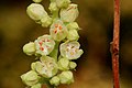 Heuchera woodsiaphila - Flickr - aspidoscelis (5).jpg