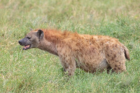 Spotted hyena (Crocuta crocuta), Tarangire National Park, Tanzania