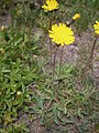 Geöhrtes Habichtskraut (Hieracium lactucella)