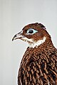 Himalayan Monal Osaka.jpg