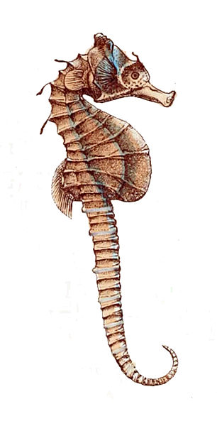 File:Hippocampus breviceps.jpg