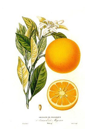 Citrus sinensis (L.) (Histoire et culture des orangers A. Risso et A. Poiteau. -- Paris Henri Plon, Editeur, 1872)