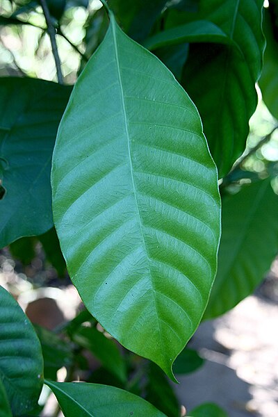 File:Hoja de Uchu Sanango (Tabernaemontana sananho).jpg