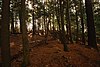 Holmboe Conifer Forest.jpg