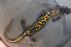 Salamander