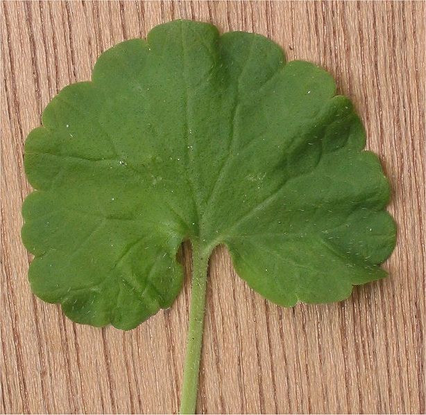 File:Hondsdraf blad Glechoma hederacea.jpg