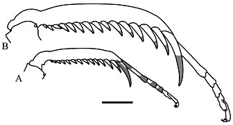 Hondurantemna chespiritoi (10.3897-zookeys.680.11162) Figure 8.jpg