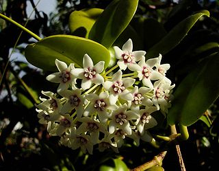 <i>Hoya australis</i> Species of plant