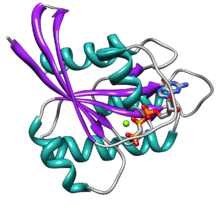 HRas structure PDB 121p, ribbon showing strands in purple, helices in aqua, loops in gray. Also shown are the bound GTP analog and magnesium ion. Hras secondary structure ribbon.png
