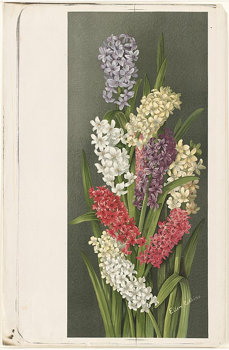 Hyacinths (Boston Public Library).jpg