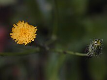 Hypochaeris brasiliensis çiçek.JPG