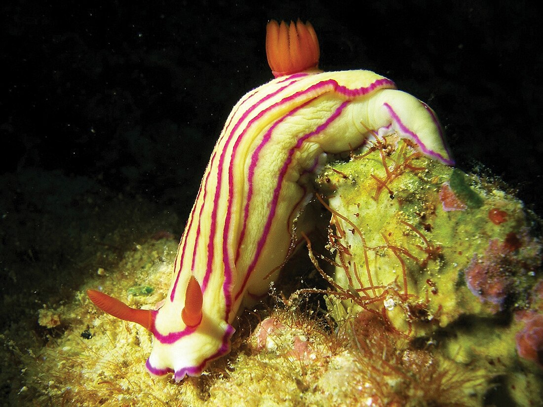 Hypselodoris maridadilus