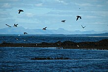 Lundey near Reykjavík