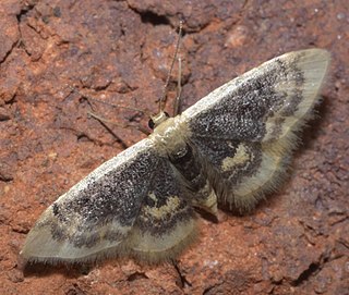 <i>Idaea scintillularia</i> Species of moth