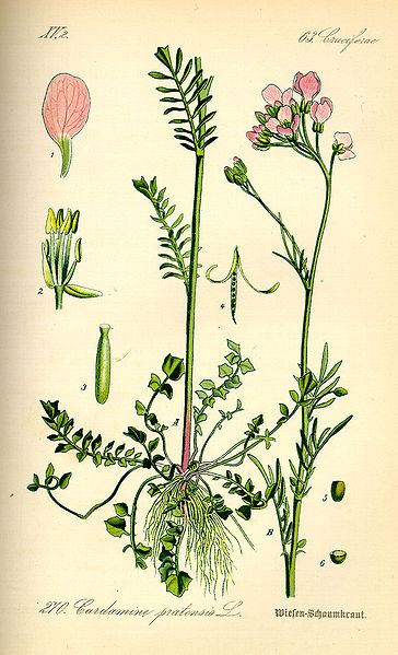 File:Illustration Cardamine pratensis0.jpg