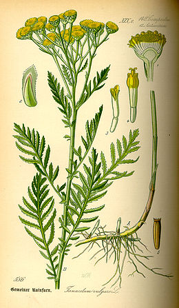 Paprastoji bitkrėslė (Tanacetum vulgare)