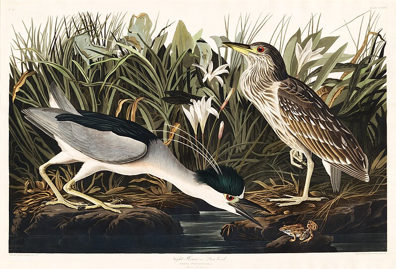 File:Illustration from Birds of America (1827) by John James Audubon, digitally enhanced by rawpixel-com 236.jpg