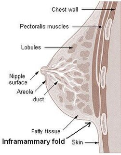 Inframammary fold