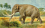 Miniatura para Mammuthus imperator