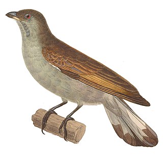 <i>Indicator</i> (genus) Genus of near passerine birds in the honeyguide family