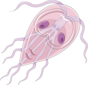 Trophozoite of Giarda intestinalis