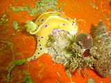 Ink spot nudibranch Ceratosoma ingozi is usually seen below 6m, and seems most common below 8m. It is usually quite common to the north east of the pinnacle.