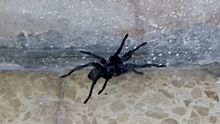 Black furry, Jerusalem, 20151105 Ischnocolus jerusalemensis, Jerusalem 20151105.jpg