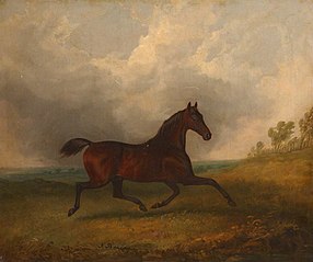 'Pacha', trotting in a Landscape