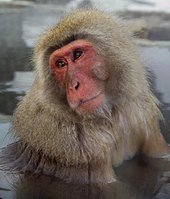 Japanese macaque bathing in hot springs in Nagano prefecture JapaneseMacaqueM2186.jpg