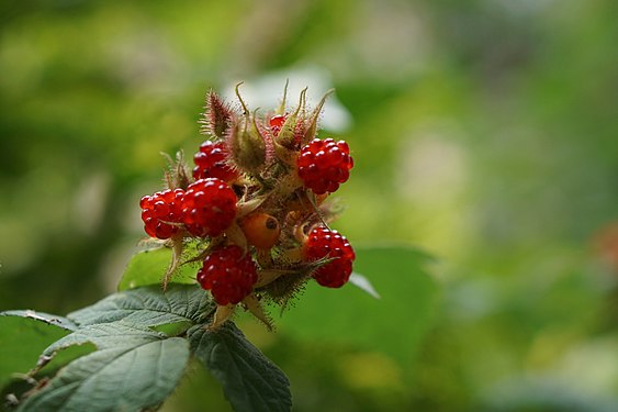 Japanische Weinbeere (Rubus phoenicolasius)