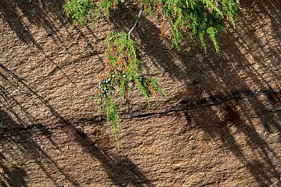 Juniper branches on a cliff in Norrkila