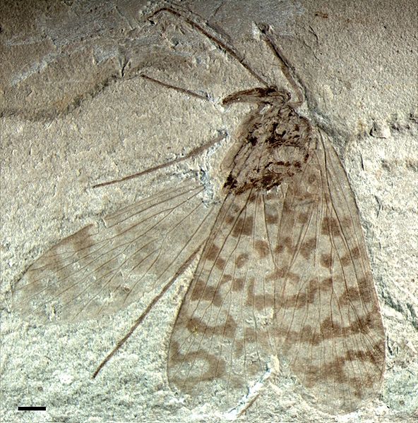 File:Jurassipanorpa sticta holotype.jpg