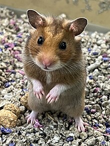 A young female golden hamster for sale at a pet store in the United States Juvenile Female Mesocricetus auratus in Pet Store enclosure, Illinois, USA.jpg