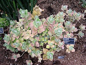 Kalanchoe millotii - JBM.jpg