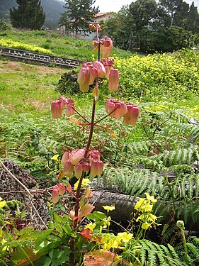 Kalanchoe pinnata (Habitus).jpg