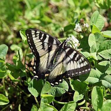 Kanadischer Tigerschwalbenschwanz (Papilio canadensis)