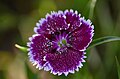 Dianthus alpinus