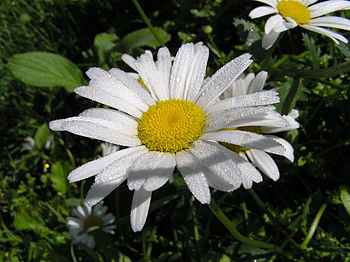 English: Dew on a daisy flower