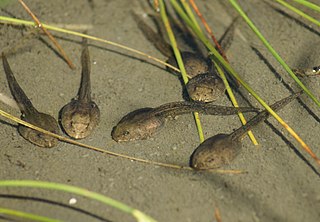 Tadpole larva of amphibians