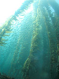 褐藻のサムネイル