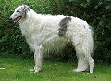 long haired greyhound looking dog