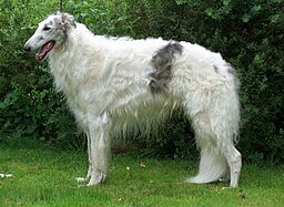 Borzoi