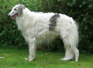 borzoi ☆ (@houndspo) / X