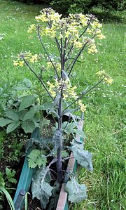 Brassica Oleracea Grex Gongylodes: Pagina discretiva Vicimediorum