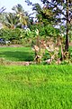 Kollengode is full of green paddy fields